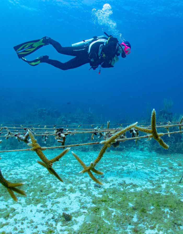 reef conservation in roatan