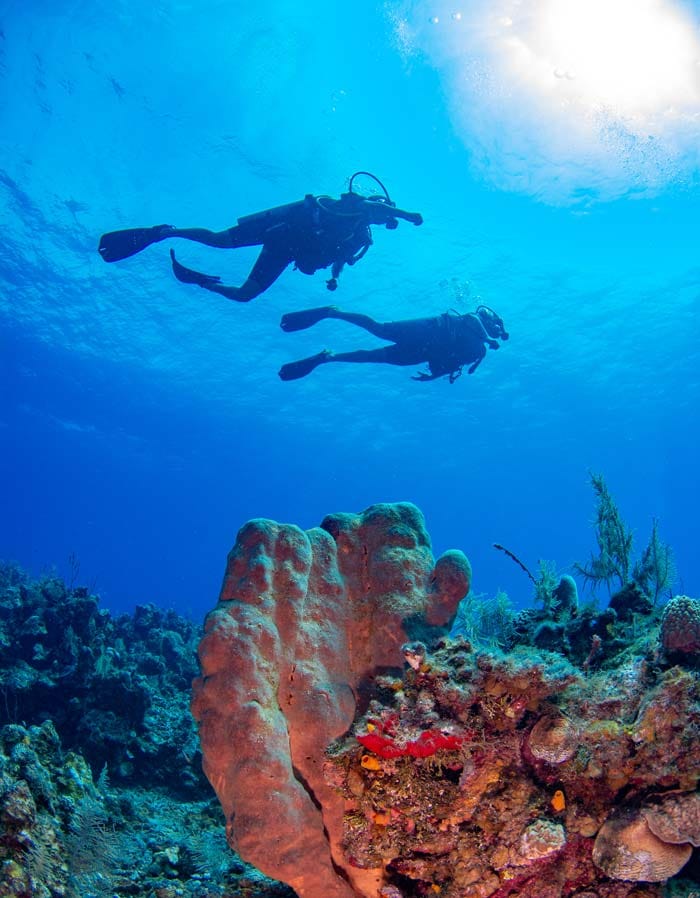 roatan-dive-with-us